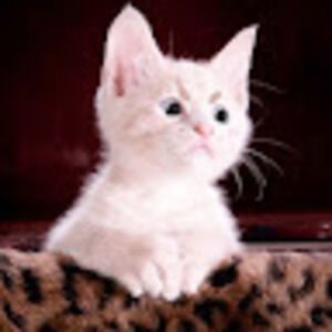 Meet your Posher, Zuri